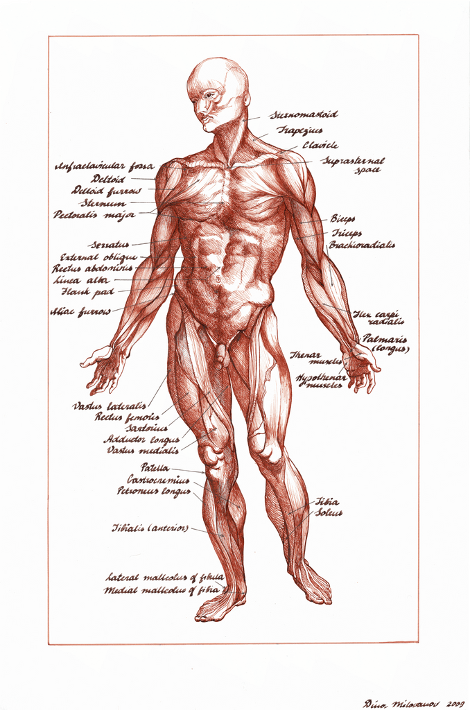 Anatomy – écorché